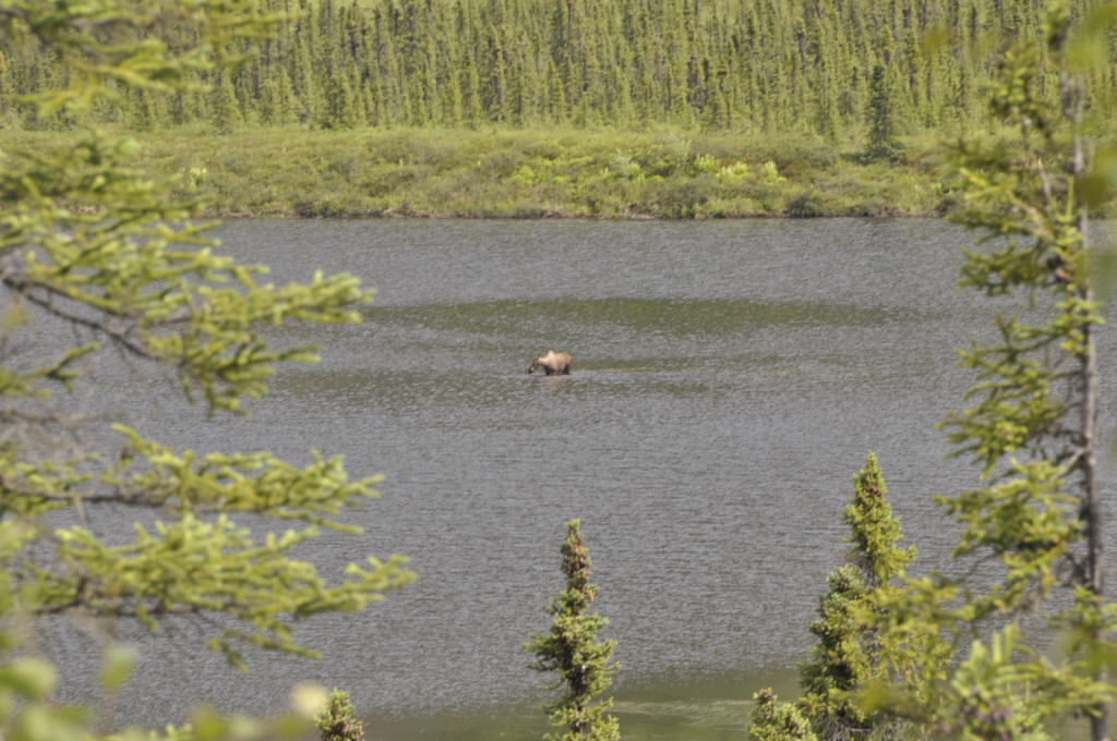 Elch-Kuh im Grayling Lake