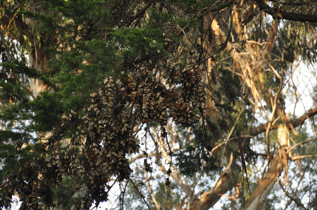 Hunderte von Monarch-Schmetterlingen an der Pismo Beach